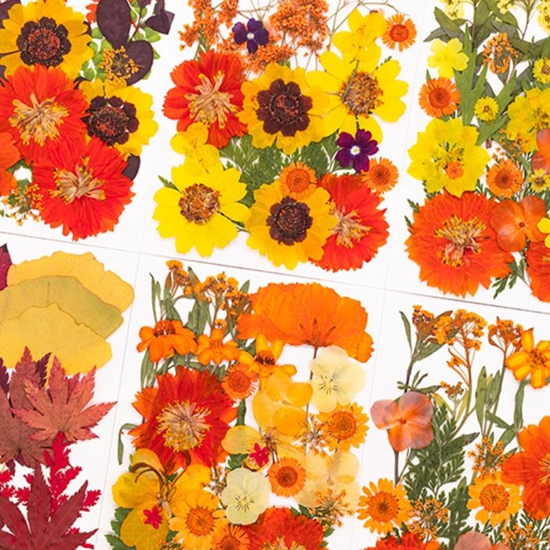 Dried Flower Pressed - ดอกไม้กดแห้งสำหรับแม่พิมพ์เรซินสมุดเครื่องประดับสบู่เทียนทำ