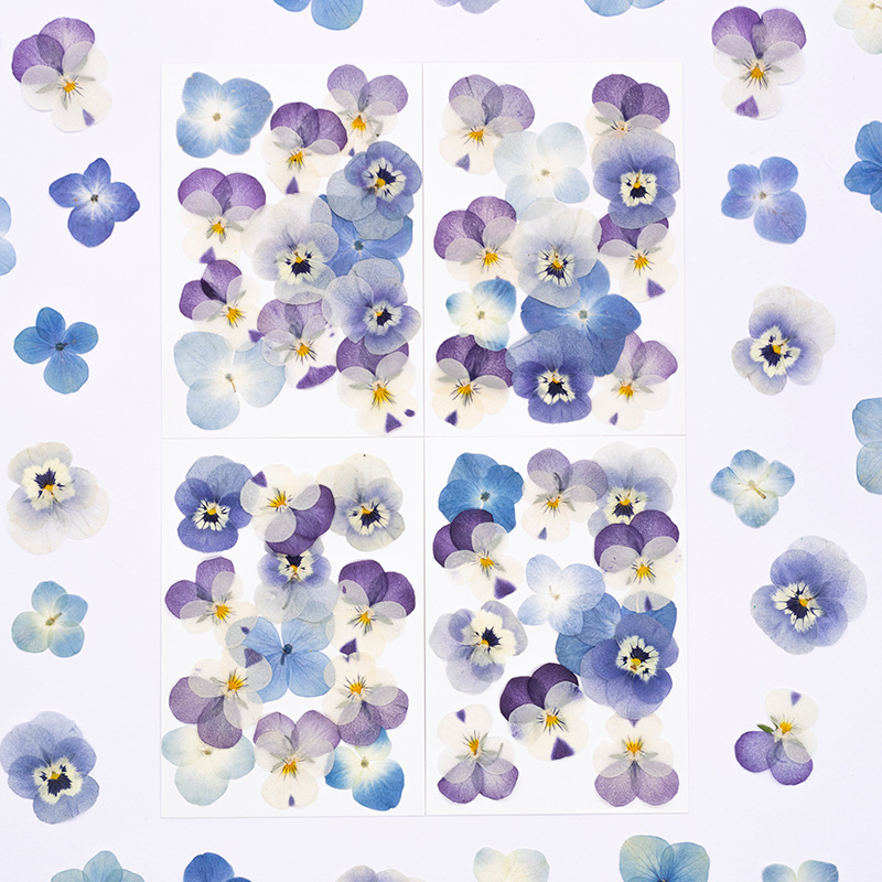 Dried Flower Pressed - ดอกไวโอล่าคอร์นูต้าแห้ง 12 ชิ้น ดอกไม้แห้งธรรมชาติ สำหรับ DIY