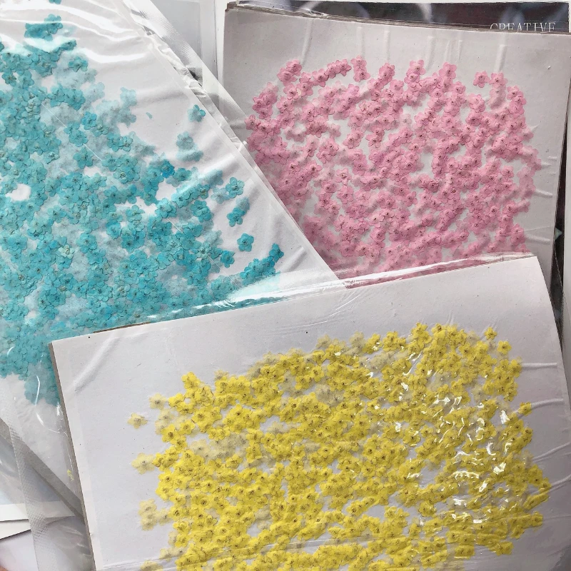 Dried Flower Pressed - ดอกไม้ Forget-Me-Not ขนาดเล็ก 80 ชิ้น/0.5-1.5 ซม.