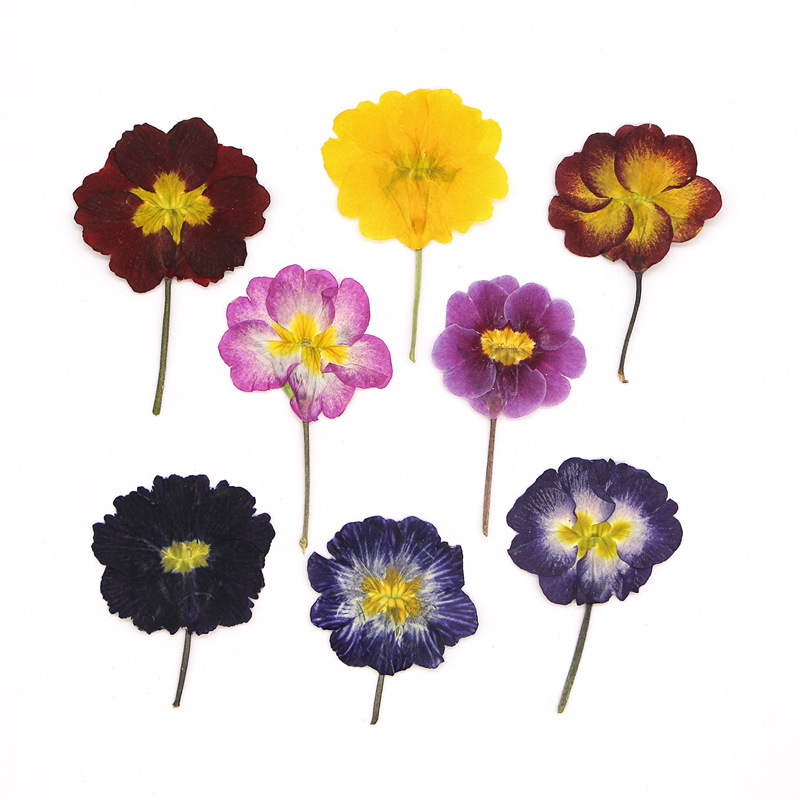 Dried Flower Pressed - ดอกพริมโรสยุโรป 48 ชิ้น ดอกไม้แห้งสำหรับการเรียนการสอน ดอกไม้จริงอัดแห้ง ตัวอย่างพืช