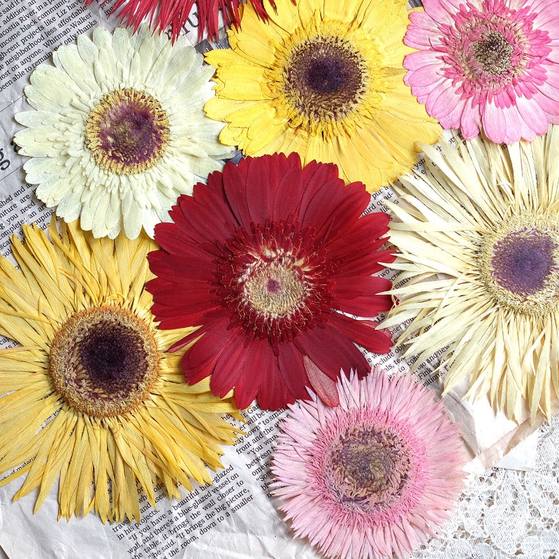 Dried Flower Pressed - ดอกเกอร์เบอร์ร่าแห้ง 1 ชิ้น/7-9 ซม. สีสันสดใส สำหรับงาน