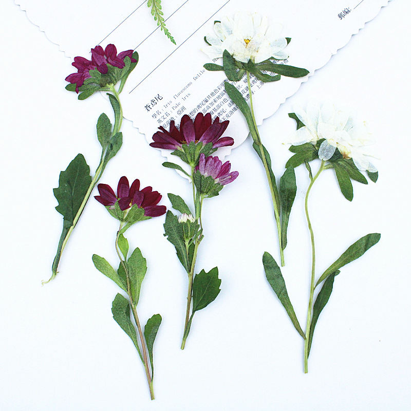 Dried Flower Pressed - ดอกเบญจมาศแห้งอัดเม็ดขนาดเล็ก 24 ชิ้น สำหรับงานเรซิ่น เคสมือถือ โคมไฟ