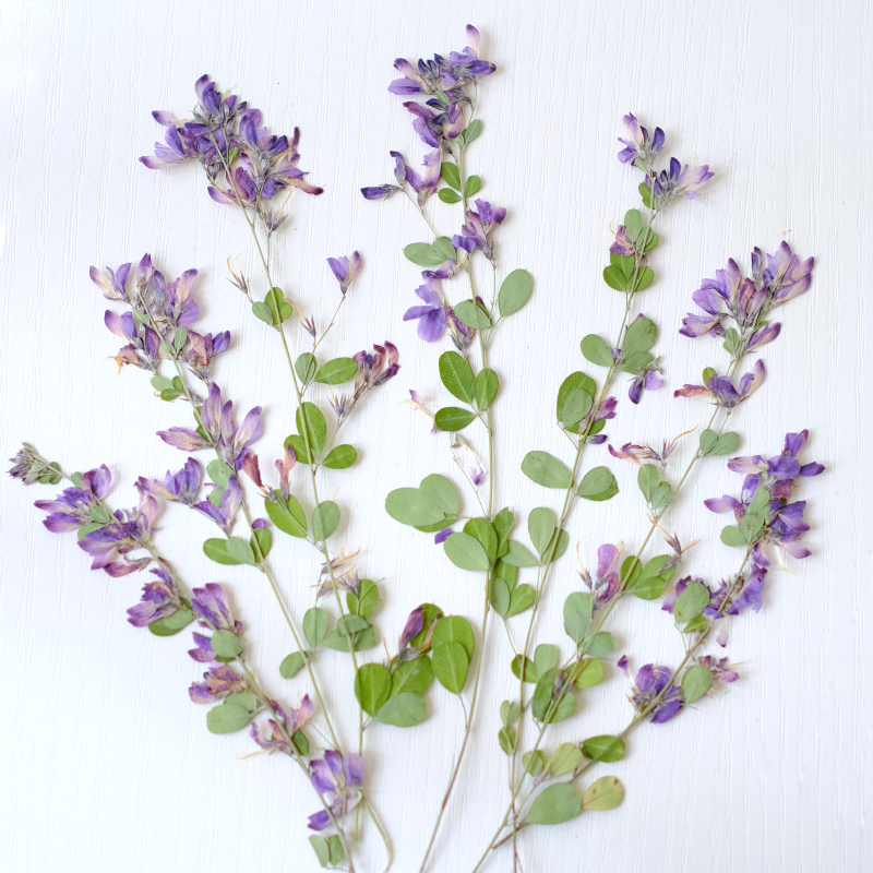 6 ชิ้น, ดอกเลสเปเดซา ฟอร์โมซาแ - Dried Flower Pressed บทวิจารณ์และราคา