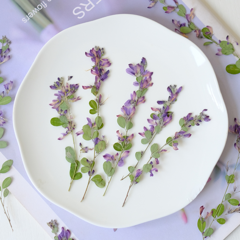 6 ชิ้น, ดอกเลสเปเดซา ฟอร์โมซาแ - Dried Flower Pressed บทวิจารณ์และราคา
