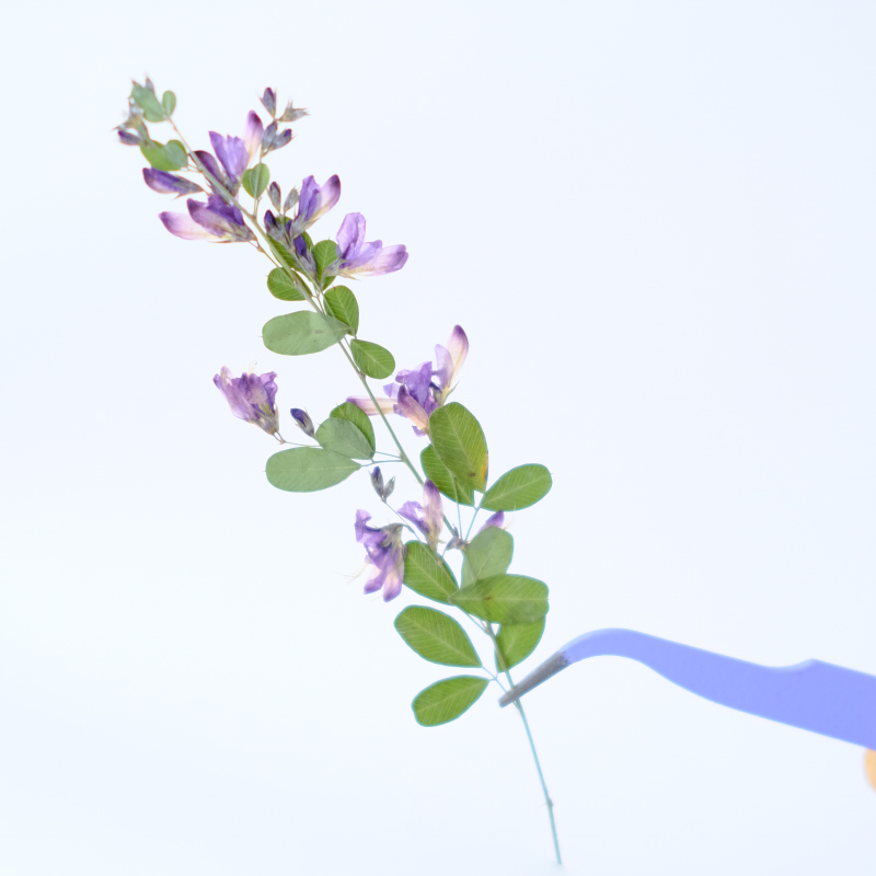 6 ชิ้น, ดอกเลสเปเดซา ฟอร์โมซาแ - Dried Flower Pressed บทวิจารณ์และราคา