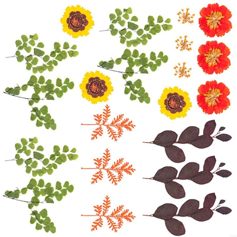 ดอกไม้กดแห้งสำหรับแม่พิมพ์เรซิ - Dried Flower Pressed บทวิจารณ์และราคา