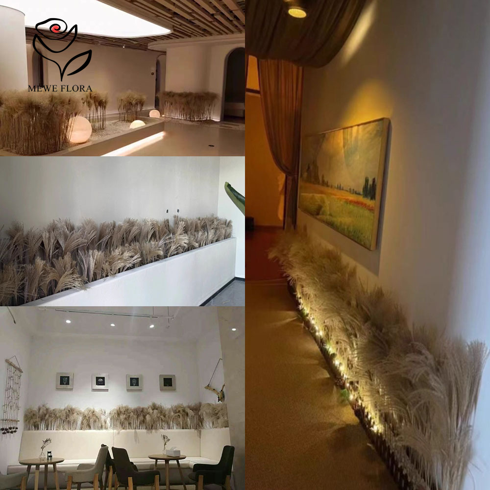 200PCS ธรรมชาติแห้ง Fluffy Ree - Dried Flower Pressed บทวิจารณ์และราคา