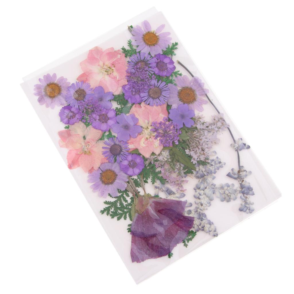 ดอกไม้แห้งอัดธรรมชาติ ใบไม้ผสม - Dried Flower Pressed บทวิจารณ์และราคา