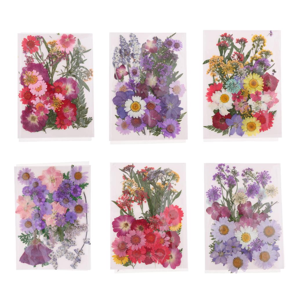 ดอกไม้แห้งอัดธรรมชาติ ใบไม้ผสม - Dried Flower Pressed บทวิจารณ์และราคา