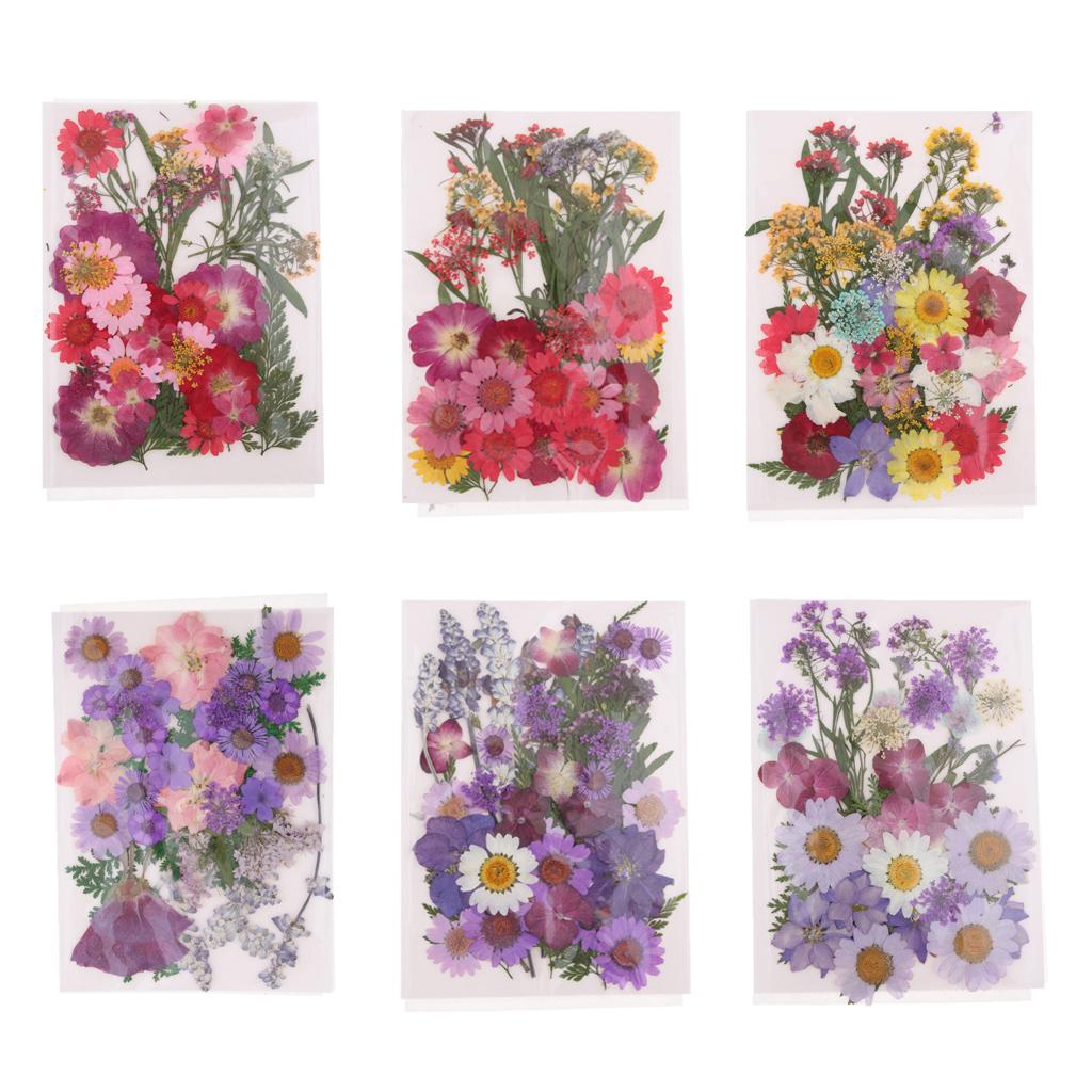 ดอกไม้แห้งอัดธรรมชาติ ใบไม้ผสม - Dried Flower Pressed บทวิจารณ์และราคา