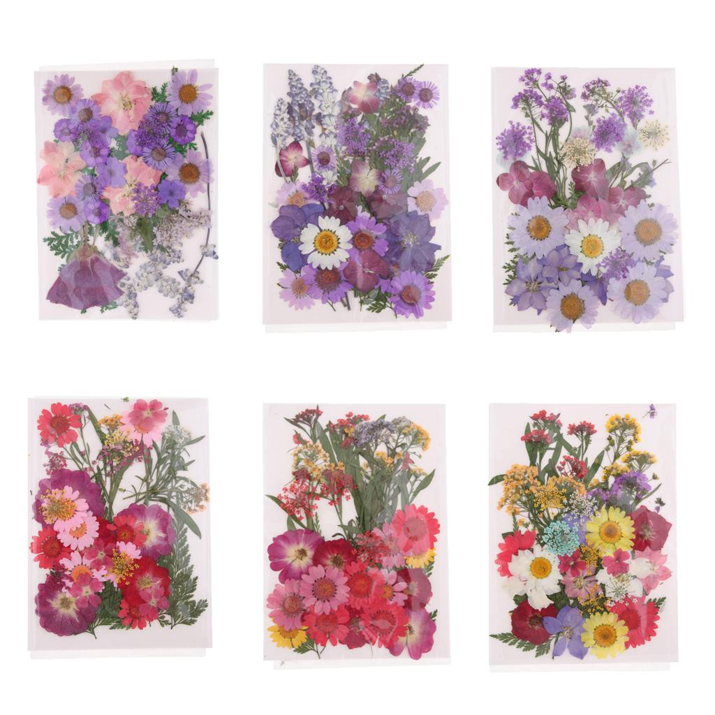 ดอกไม้แห้งอัดธรรมชาติ ใบไม้ผสม - Dried Flower Pressed บทวิจารณ์และราคา