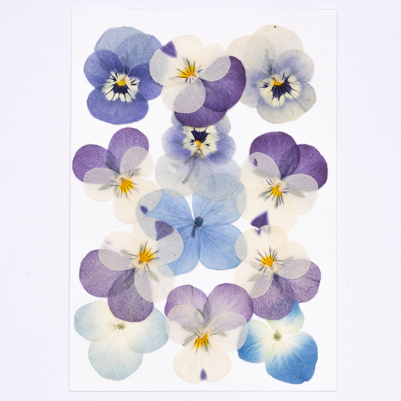 ดอกไวโอล่าคอร์นูต้าแห้ง 12 ชิ้ - Dried Flower Pressed บทวิจารณ์และราคา