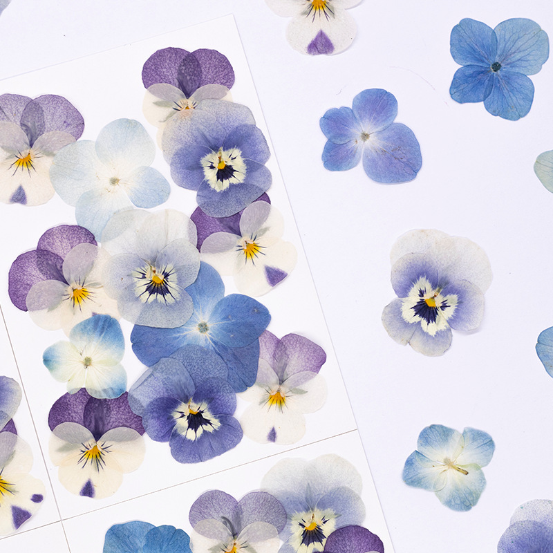 ดอกไวโอล่าคอร์นูต้าแห้ง 12 ชิ้ - Dried Flower Pressed บทวิจารณ์และราคา