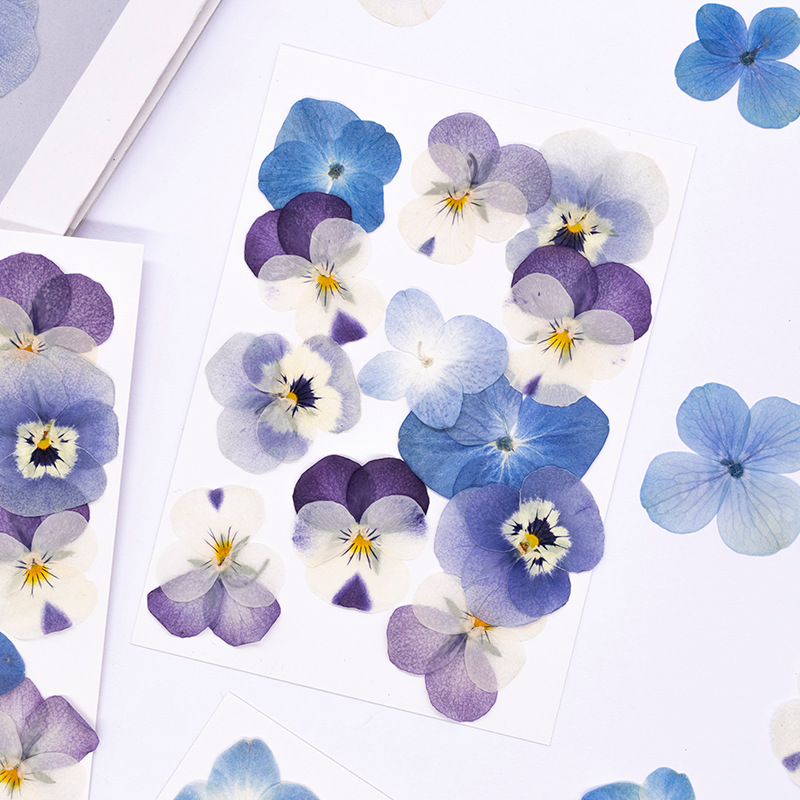 ดอกไวโอล่าคอร์นูต้าแห้ง 12 ชิ้ - Dried Flower Pressed บทวิจารณ์และราคา