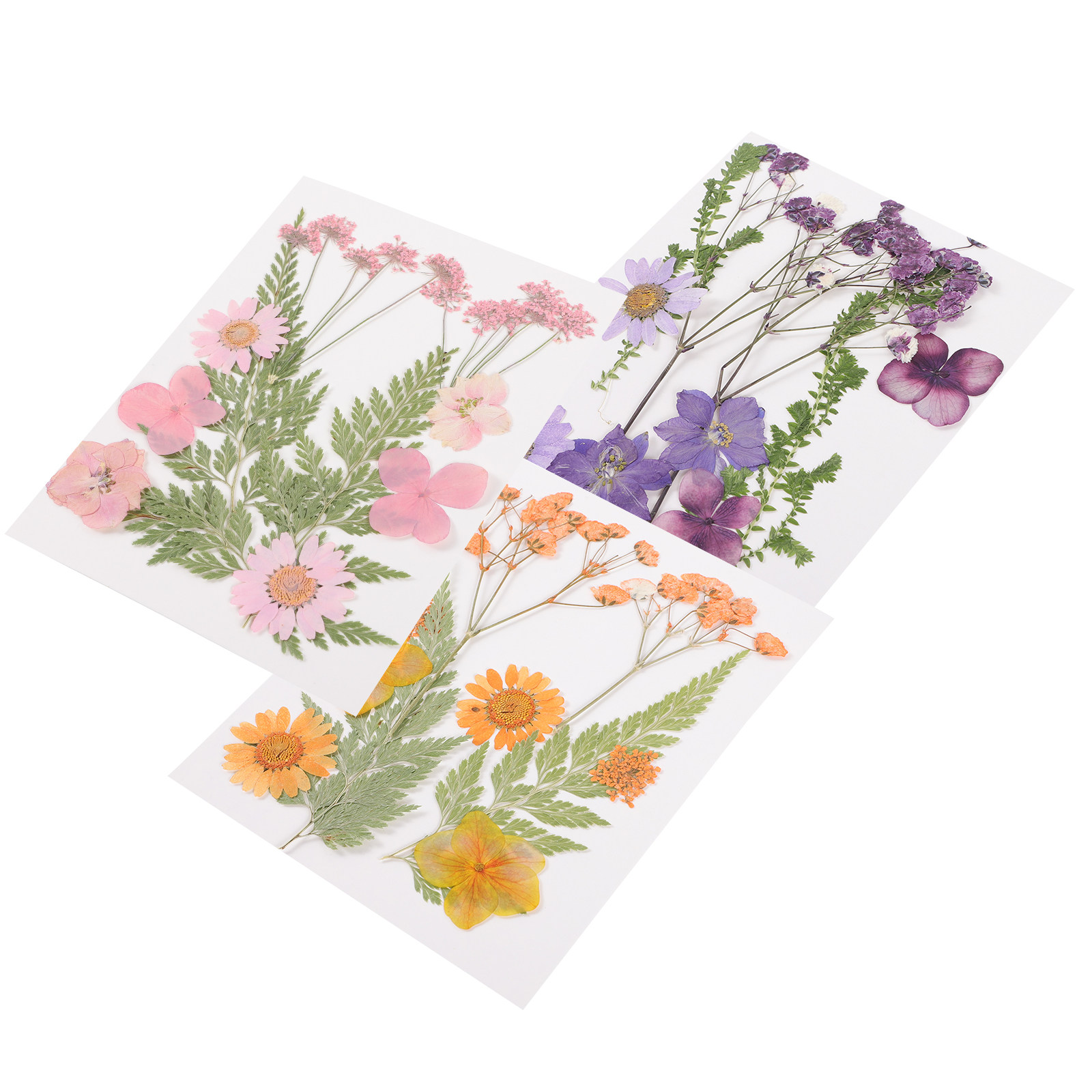วัสดุตกแต่งดอกไม้แห้ง 3 ชุด เร - Dried Flower Pressed บทวิจารณ์และราคา