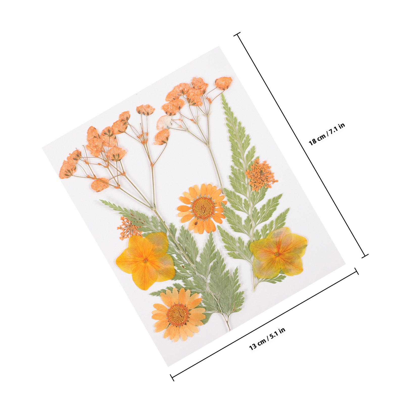 วัสดุตกแต่งดอกไม้แห้ง 3 ชุด เร - Dried Flower Pressed บทวิจารณ์และราคา