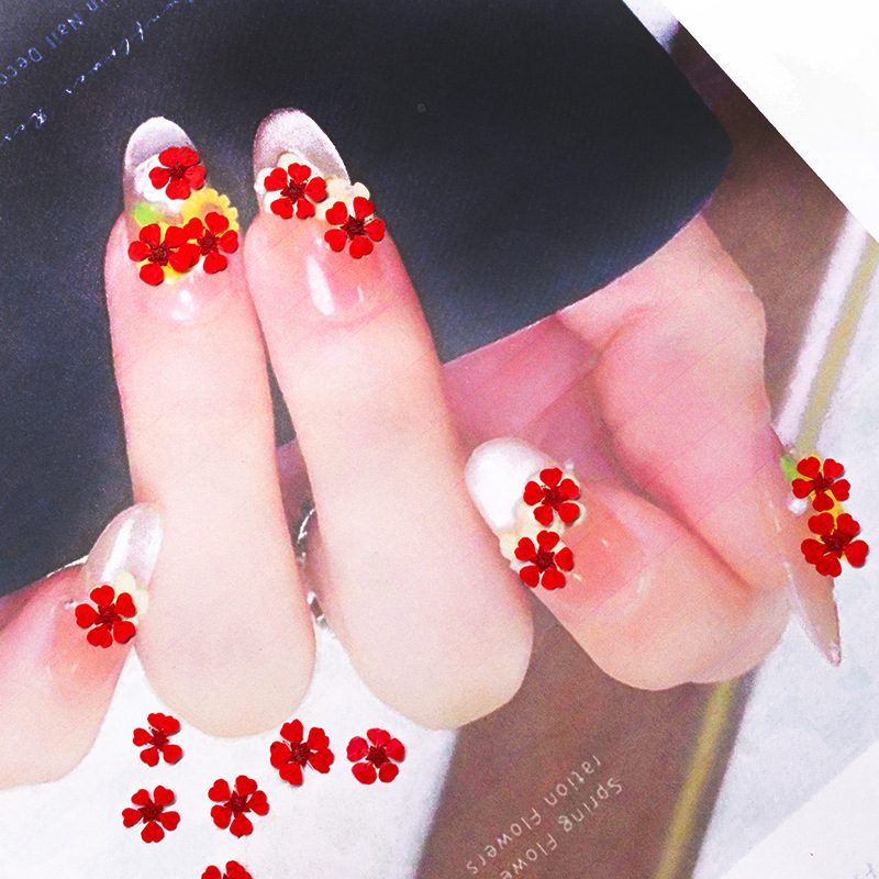 ดอกไม้แห้งอัดเม็ดขนาดเล็ก 1.5  - Dried Flower Pressed บทวิจารณ์และราคา