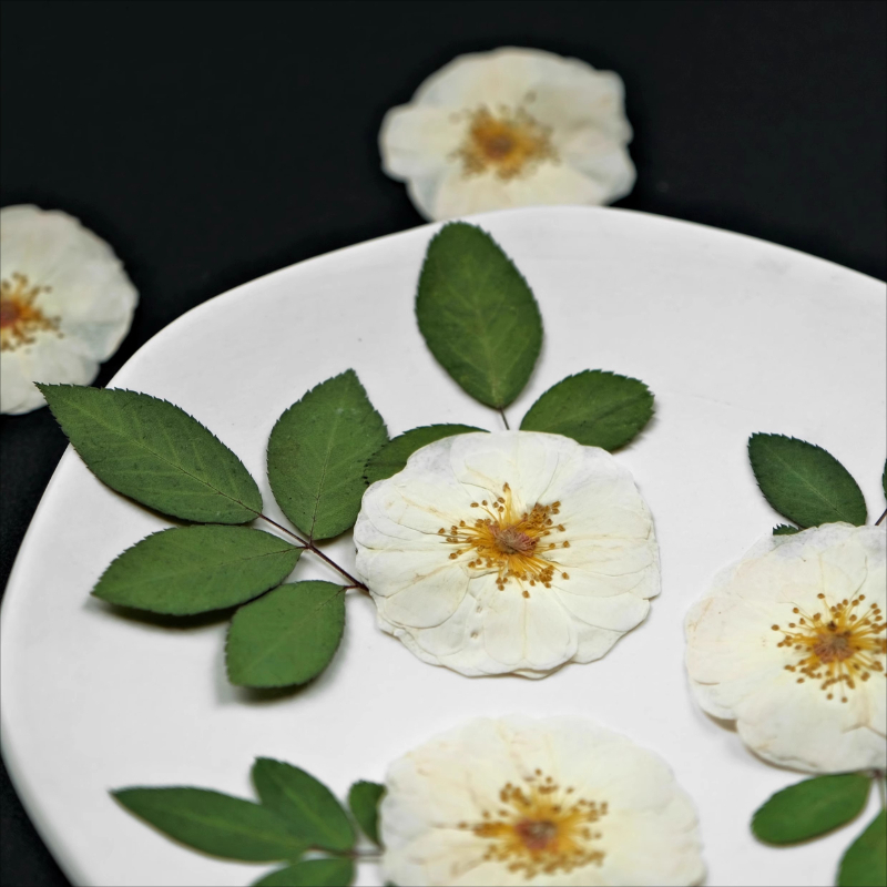 ดอกกุหลาบแห้งธรรมชาติสีขาว 6 ช - Dried Flower Pressed บทวิจารณ์และราคา