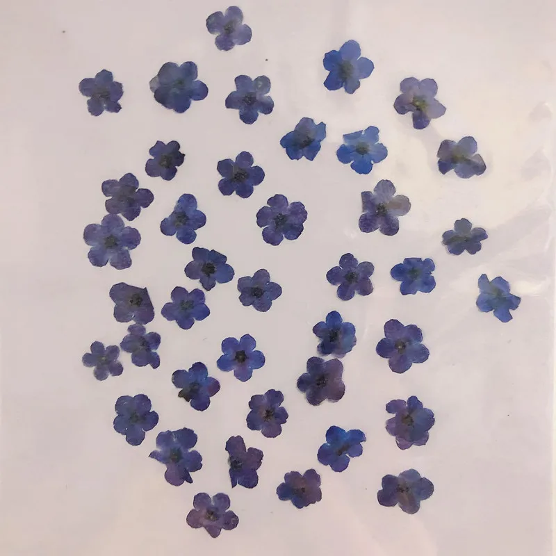ดอกไม้ Forget-Me-Not ขนาดเล็ก  - Dried Flower Pressed บทวิจารณ์และราคา