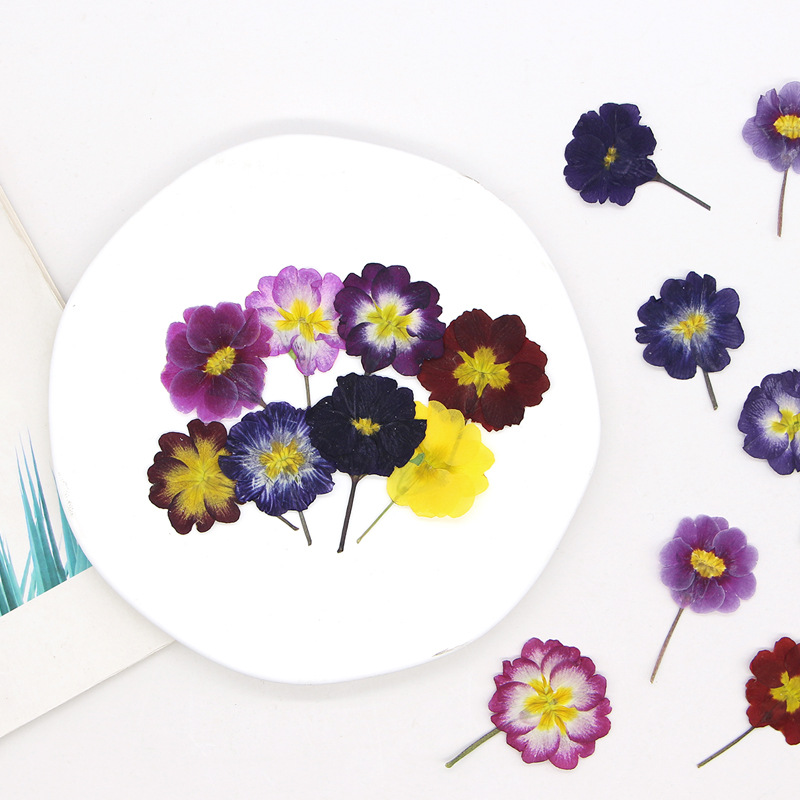 ดอกพริมโรสยุโรป 48 ชิ้น ดอกไม้ - Dried Flower Pressed บทวิจารณ์และราคา