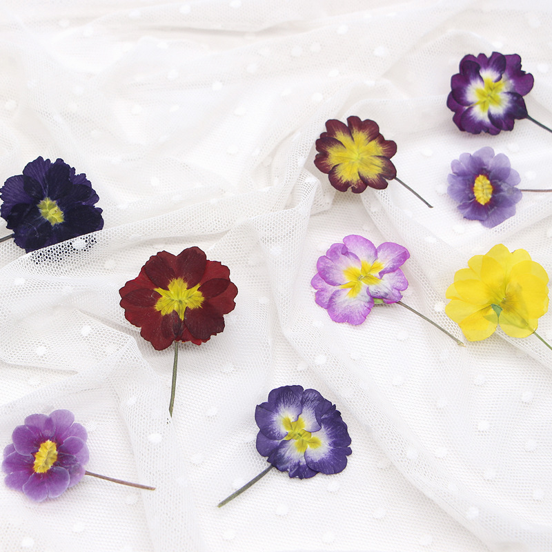 ดอกพริมโรสยุโรป 48 ชิ้น ดอกไม้ - Dried Flower Pressed บทวิจารณ์และราคา