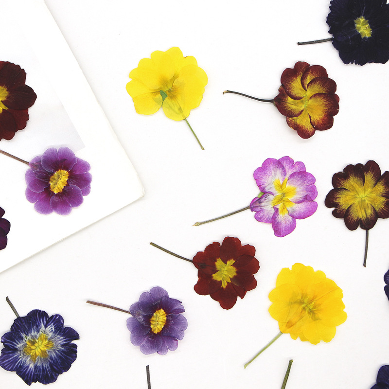 ดอกพริมโรสยุโรป 48 ชิ้น ดอกไม้ - Dried Flower Pressed บทวิจารณ์และราคา