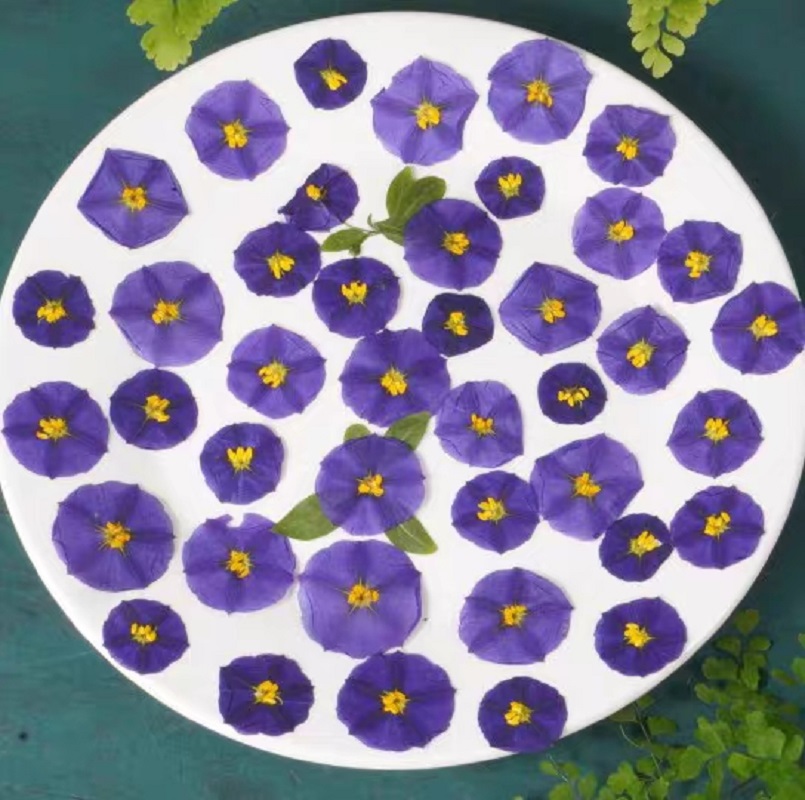 100Pcs ทับแห้ง Lycianthes Rant - Dried Flower Pressed บทวิจารณ์และราคา