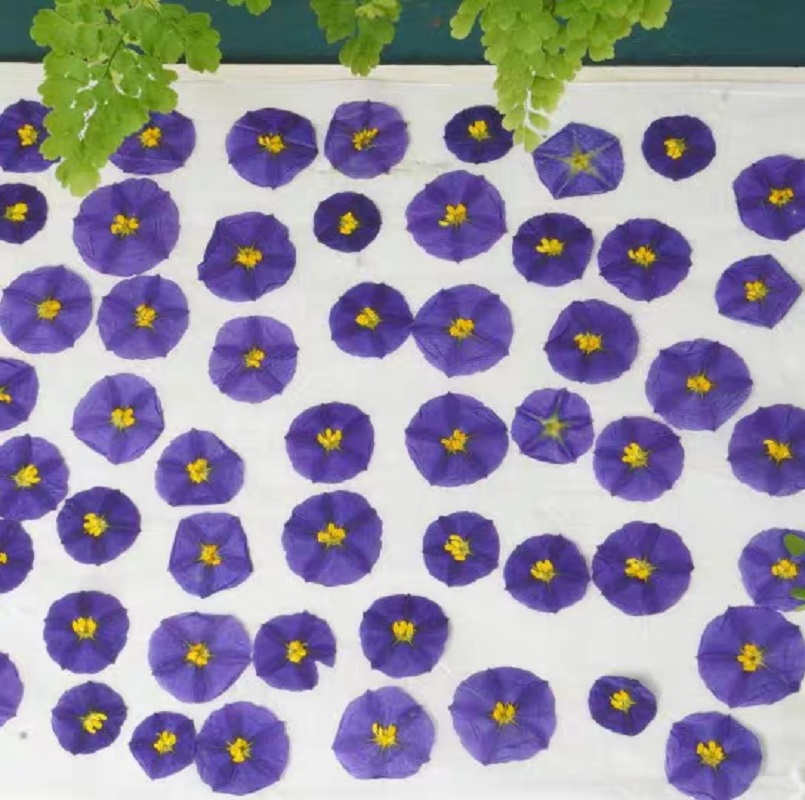 100Pcs ทับแห้ง Lycianthes Rant - Dried Flower Pressed บทวิจารณ์และราคา