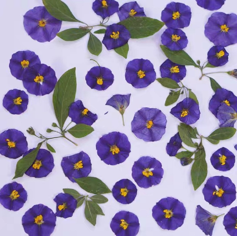 100Pcs ทับแห้ง Lycianthes Rant - Dried Flower Pressed บทวิจารณ์และราคา