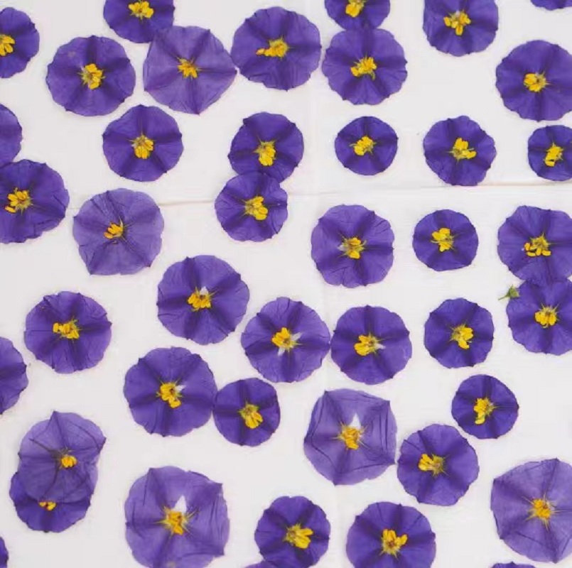 100Pcs ทับแห้ง Lycianthes Rant - Dried Flower Pressed บทวิจารณ์และราคา