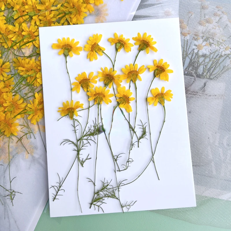 ดอกเบญจมาศแห้ง 6-10 ซม./24 ชิ้ - Dried Flower Pressed บทวิจารณ์และราคา