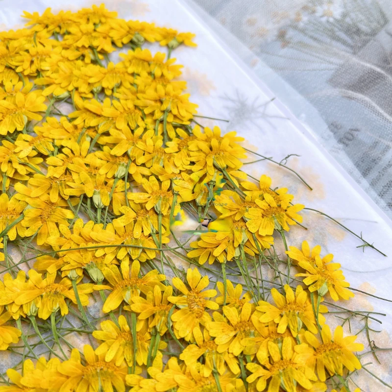 ดอกเบญจมาศแห้ง 6-10 ซม./24 ชิ้ - Dried Flower Pressed บทวิจารณ์และราคา