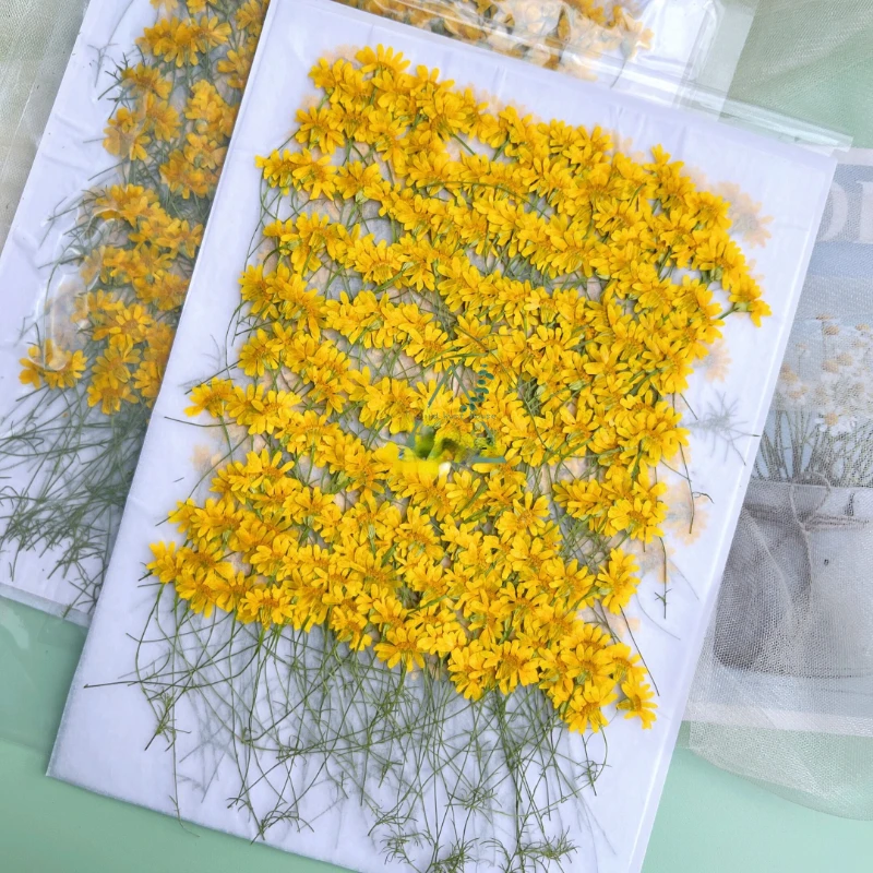 ดอกเบญจมาศแห้ง 6-10 ซม./24 ชิ้ - Dried Flower Pressed บทวิจารณ์และราคา