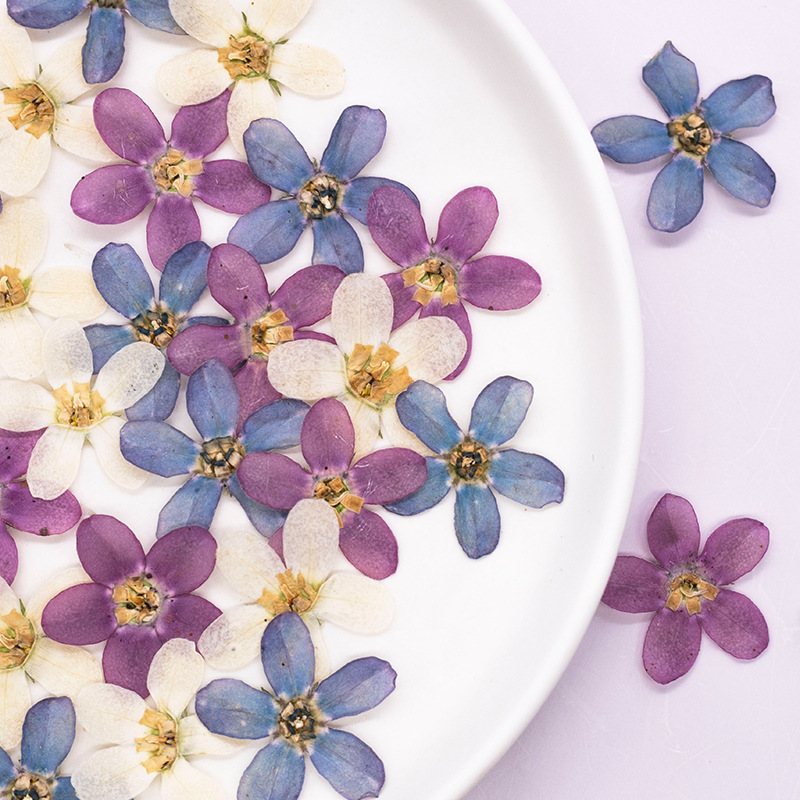 ดอกไม้แห้งสีฟ้าอัดรูปดาว 12 ชิ - Dried Flower Pressed บทวิจารณ์และราคา