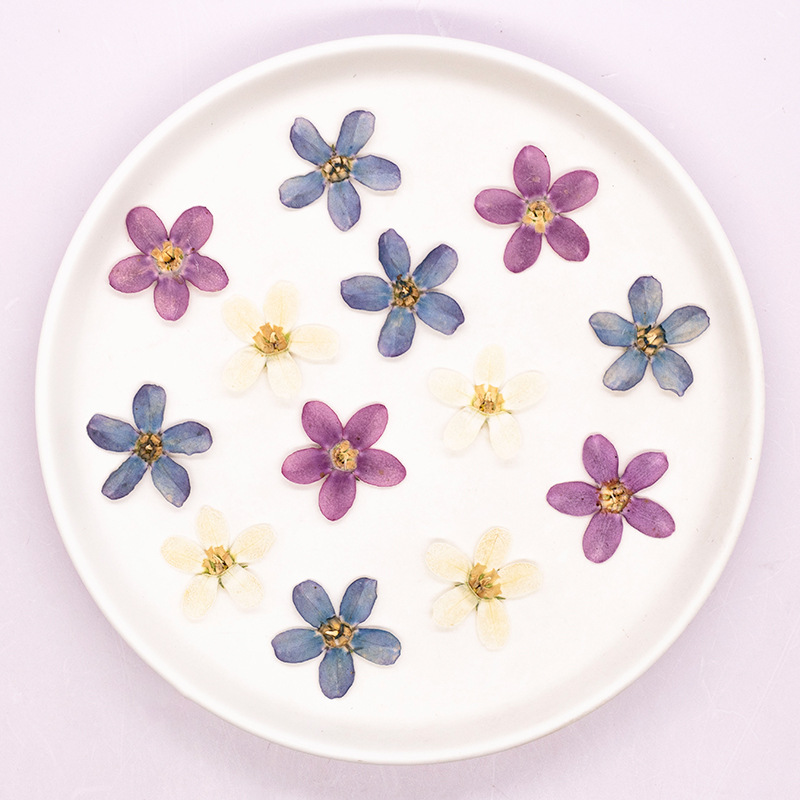 ดอกไม้แห้งสีฟ้าอัดรูปดาว 12 ชิ - Dried Flower Pressed บทวิจารณ์และราคา