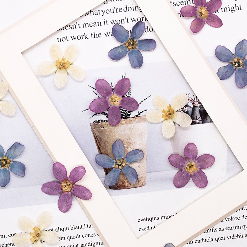 ดอกไม้แห้งสีฟ้าอัดรูปดาว 12 ชิ - Dried Flower Pressed บทวิจารณ์และราคา