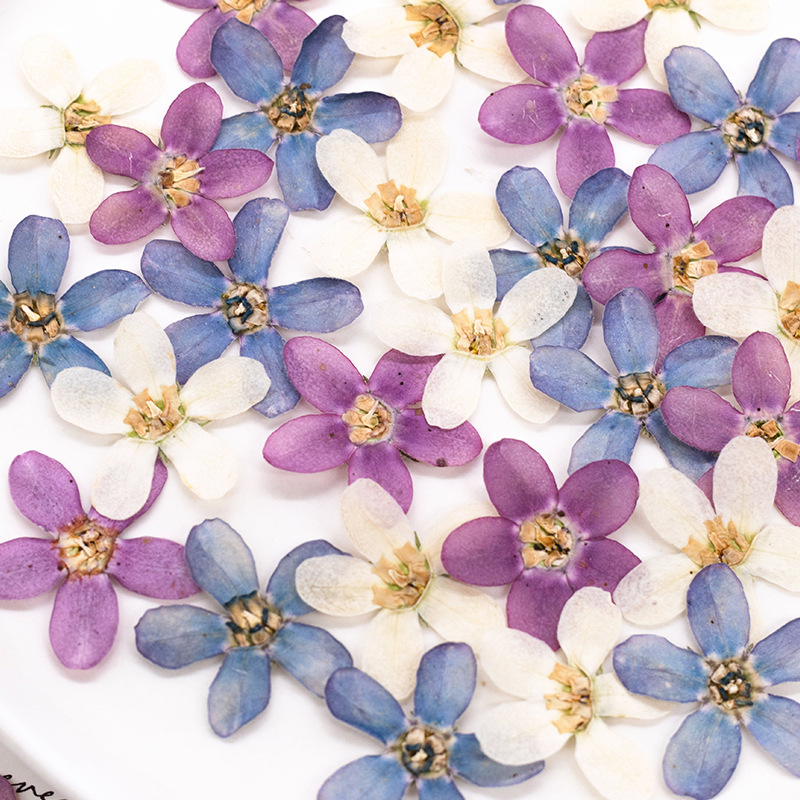 ดอกไม้แห้งสีฟ้าอัดรูปดาว 12 ชิ - Dried Flower Pressed บทวิจารณ์และราคา