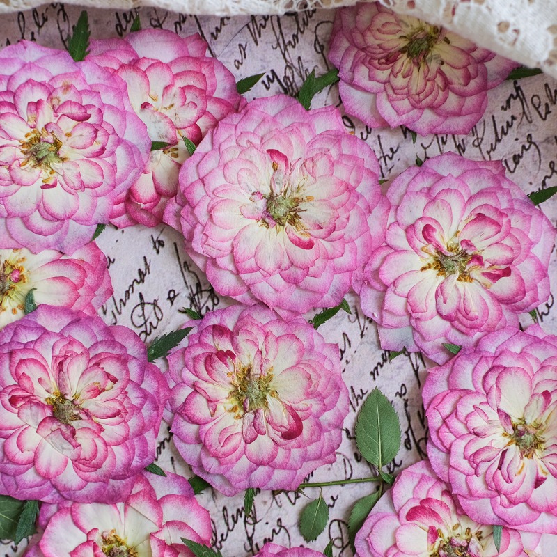 ดอกกุหลาบและดอกบัวแห้งธรรมชาติ - Resin Art Rose Petals บทวิจารณ์และราคา
