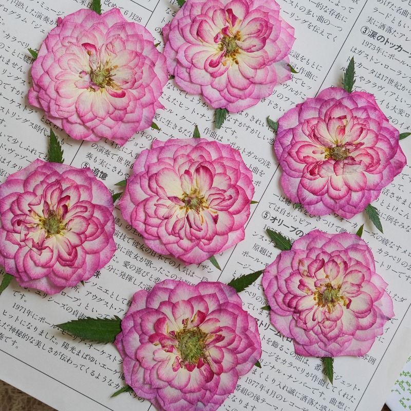 ดอกกุหลาบและดอกบัวแห้งธรรมชาติ - Resin Art Rose Petals บทวิจารณ์และราคา