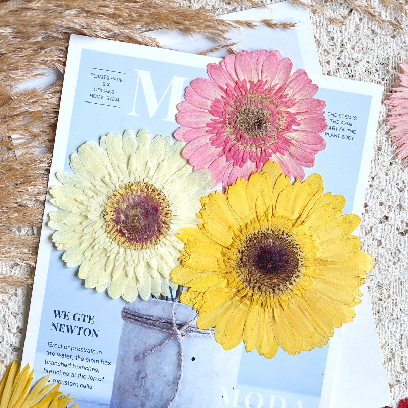 ดอกเกอร์เบอร์ร่าแห้ง 1 ชิ้น/7- - Dried Flower Pressed บทวิจารณ์และราคา