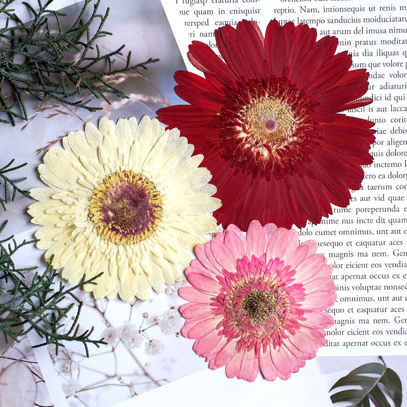 ดอกเกอร์เบอร์ร่าแห้ง 1 ชิ้น/7- - Dried Flower Pressed บทวิจารณ์และราคา