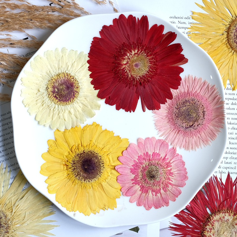 ดอกเกอร์เบอร์ร่าแห้ง 1 ชิ้น/7- - Dried Flower Pressed บทวิจารณ์และราคา