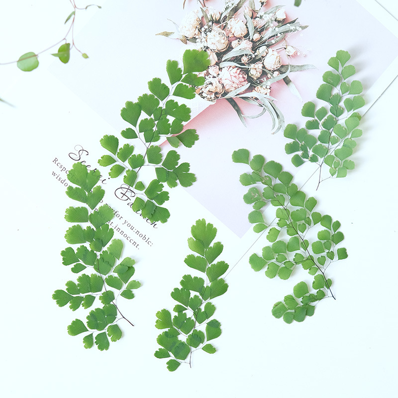 ใบเฟิร์นแห้งธรรมชาติ 60 ชิ้น ด - Dried Flower Pressed บทวิจารณ์และราคา