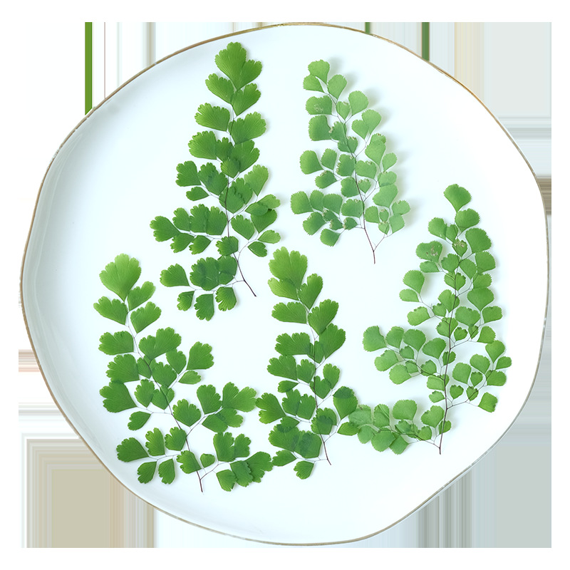 ใบเฟิร์นแห้งธรรมชาติ 60 ชิ้น ด - Dried Flower Pressed บทวิจารณ์และราคา
