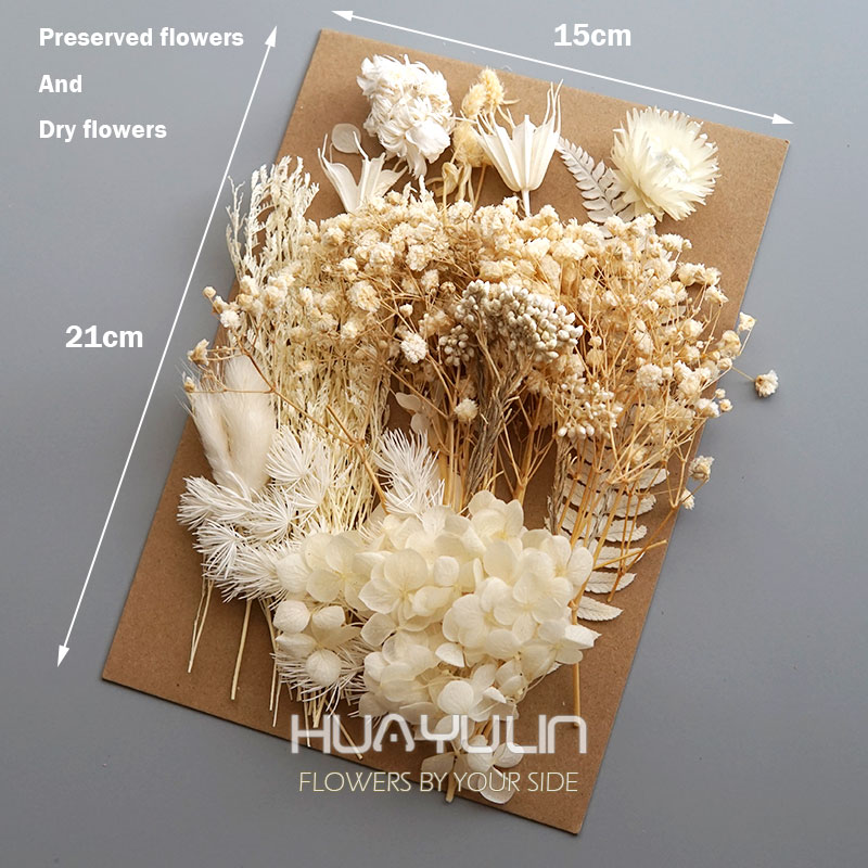 1 แพ็คพืชประดิษฐ์แห้งดอกไม้จริ - Dried Flower Pressed บทวิจารณ์และราคา