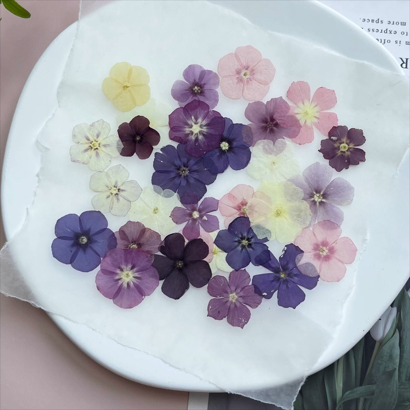 ดอกไม้แห้งอัดแบบกึ่งโปร่งแสง 1 - Resin Art Case บทวิจารณ์และราคา