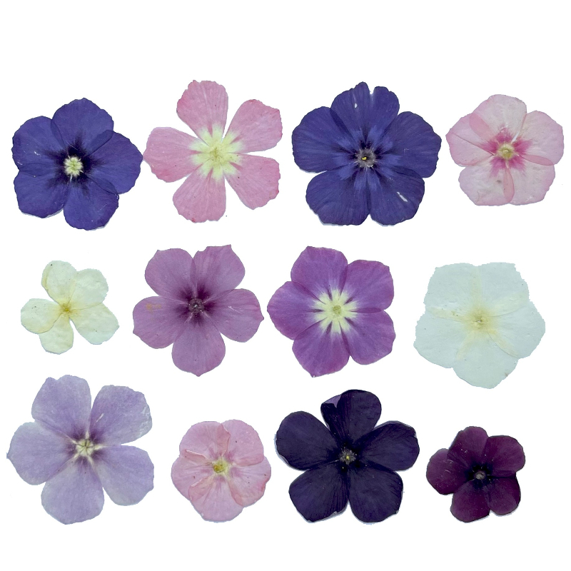 ดอกไม้แห้งอัดแบบกึ่งโปร่งแสง 1 - Resin Art Case บทวิจารณ์และราคา