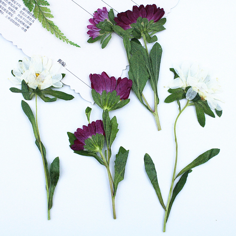 ดอกเบญจมาศแห้งอัดเม็ดขนาดเล็ก  - Dried Flower Pressed บทวิจารณ์และราคา