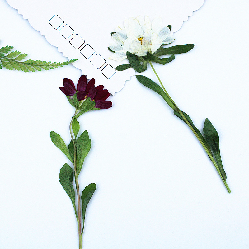 ดอกเบญจมาศแห้งอัดเม็ดขนาดเล็ก  - Dried Flower Pressed บทวิจารณ์และราคา