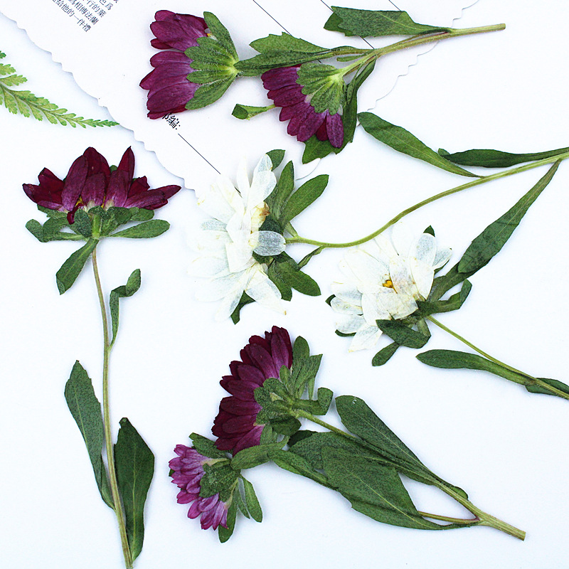 ดอกเบญจมาศแห้งอัดเม็ดขนาดเล็ก  - Dried Flower Pressed บทวิจารณ์และราคา